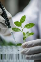Close up of a scientist is meticulously examining a young plant sprout. The setting is characterized by its minimalistic design, emphasizing the focus on the research at hand. photo