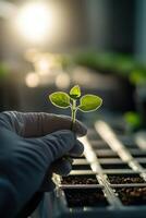 Close up of a scientist is meticulously examining a young plant sprout. The setting is characterized by minimalistic design, emphasizing the focus on the research. photo