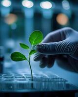 Close up of a scientist is examining a young plant sprout. The setting is characterized by minimalistic design, emphasizing the focus on the research. photo