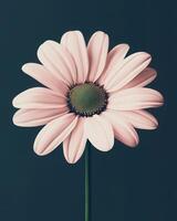 Delicate daisy flower on a clean minimalist dark green background. High fashion design. photo