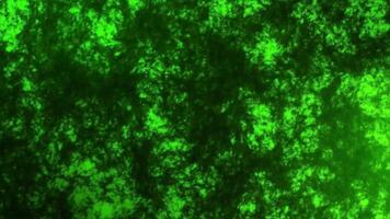 Abstract green moss background animation, animated forest leaves zoomed in from above, suitable for motion graphics about nature, trees, ecosystems, forests and valleys. video