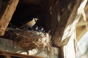 A spring scene featuring a swallow perched in its nest, tending to its chicks. photo