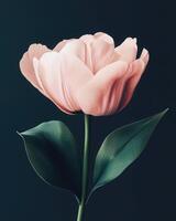 Tender pink Tulip flower on a minimalist dark green background. The composition emphasizes clean lines and a restrained color palette. photo