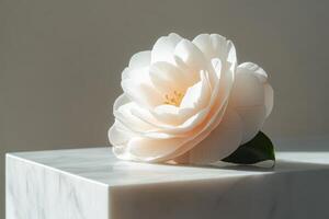 Tender camellia flower on a clean minimalist background. The composition emphasizes a restrained color palette, highlighting the flower's natural elegance. photo