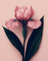 Beautiful Iris flower on a minimalist pink pastel background. The composition emphasizes clean lines and a restrained color palette. photo