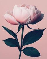 Beautiful Peony flower on a minimalist pink pastel background. The composition emphasizes clean lines and a restrained color palette. photo
