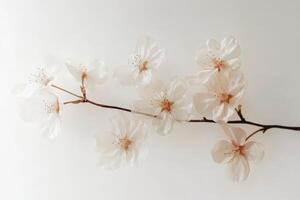 Translucent cherry blossom sakura branch with delicate flowers, minimalistic composition. photo
