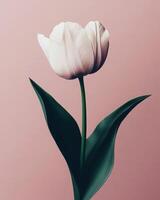 Beautiful Tulip flower on a minimalist pink pastel background. The composition emphasizes clean lines and a restrained color palette. photo