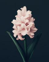 A single hyacinth flower integrated into a high fashion design. The composition emphasizes clean lines and a restrained color palette. photo