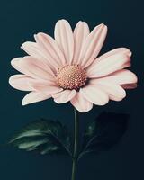 Tender daisy flower on a minimalist dark green background. High fashion design. photo