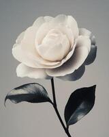 White camellia flower in a high fashion design. The composition with clean lines and highlighting the flower's natural elegance. photo