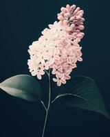 Tender Lilac flower on a minimalist dark green background. The composition emphasizes clean lines and a restrained color palette. photo