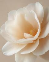 Tender camellia flower on a clean minimalist background. The composition in a restrained color palette, highlighting the flower's natural elegance. photo