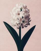 Delicate hyacinth flower on a minimalist pink pastel background. The composition emphasizes clean lines and a restrained color palette. photo