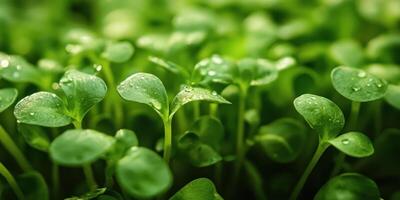 Green sprouts of seedlings in paper cups with dew drops. Natural light. Close up. photo