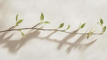 A delicate willow branch with gracefully arching stems and fresh, tender green leaves, captured in a serene spring atmosphere. photo