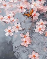 Variety of spring sakura flowers in a water outdoor, some engulfed in the water. photo