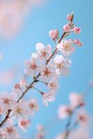 A delicate sakura branch with tender blossom in a serene spring atmosphere. photo