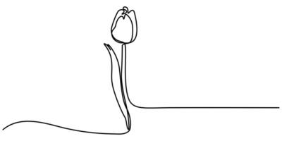 Tulip continuous one line drawing abstract flower vector