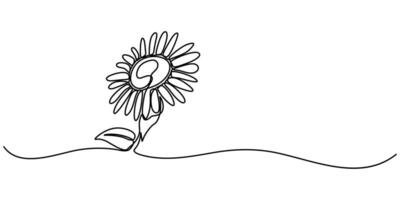 Sunflower in a continuous one line style hand drawn outline of flower isolated vector