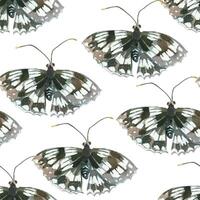Seamless watercolor pattern. Insects, butterflies black and white hand-drawn with watercolor and isolated on a white background. Suitable for printing on fabric, paper, stationery and scrapbooking vector