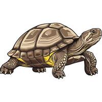 Realistic Turtle Design. vector