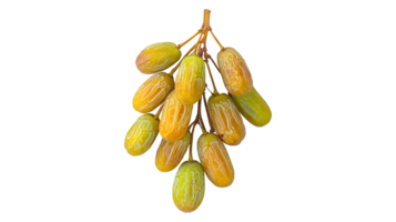 Fresh dates with wrinkled texture hanging gracefully representing iftar png