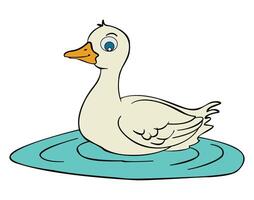 Swan swimming isolated on white background vector