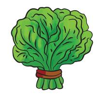 A green spinach isolated on white background vector