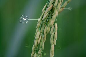 the close up of a plant with a green background photo