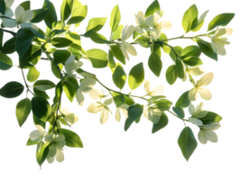 Branch with Delicate White Flowers and Green Leaves, Transparent Background png