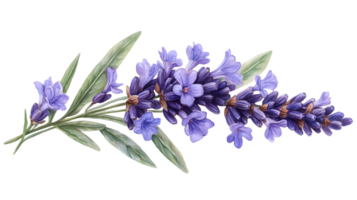 Lavender Flowers Branch with Transparent Background png