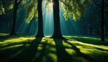 Sunlit Forest Clearing with Three Trees and Long Shadows photo