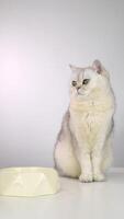 Curious cat observes water bowl in minimalistic setting video
