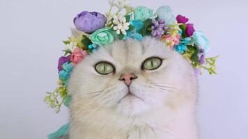 Adorable cat wearing floral crown expresses curiosity and charm in highresolution sequence video
