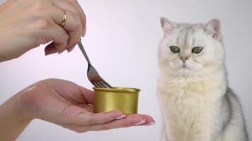 Curious cat watching as food is prepared for a meal in a golden can video