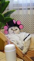 Relaxed cat in spa setting with hair rollers and modern gadgets video