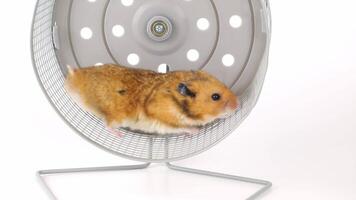 Energetic hamster running on exercise wheel in motion sequence video