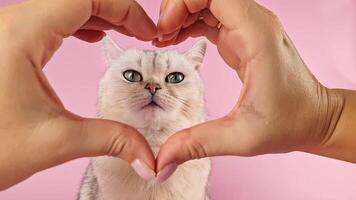 A woman's hands, folded in a heart-shaped frame,in front of a white cat video