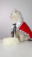Regal cat in red cape observes and engages by food bowl in playful sequence video