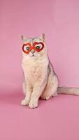 a funny white cat in a red mask in the form of hearts,on pink background video