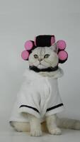 Cat in bathrobe with hair rollers displaying whimsical expressions over time video