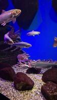 Vibrant aquarium scene with fish and crabs in natural habitat setting video