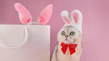a white cat in a hat with bunny ears and a white paper bag next to it video