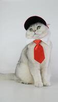 Charming cat in red tie and cap strikes playful poses against white background video