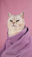a white cat in a violet towel , sits on pink background,after bathing procedures video
