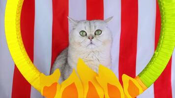 Curious cat staring through flaming hoop with red stripes in background video