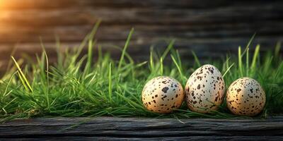 Quail eggs resting on green grass in a natural setting during golden hour photo