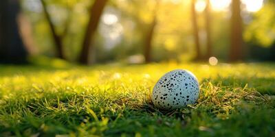 Nestled in the grass, a speckled egg glimmers in the warm light of a sunny day photo