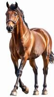 Majestic brown horse walking gracefully in a sunlit field during daytime in a tranquil rural setting photo